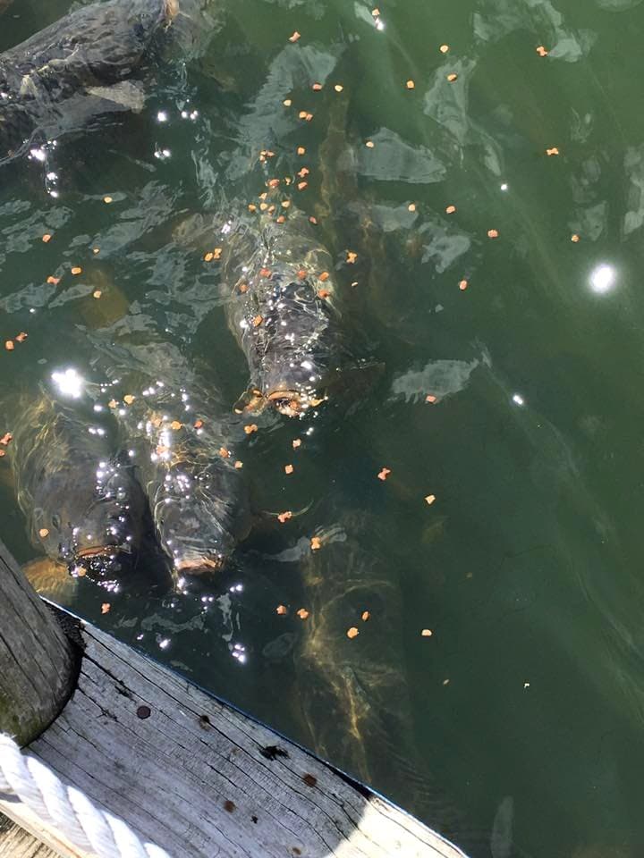 Carp gathering at the marina